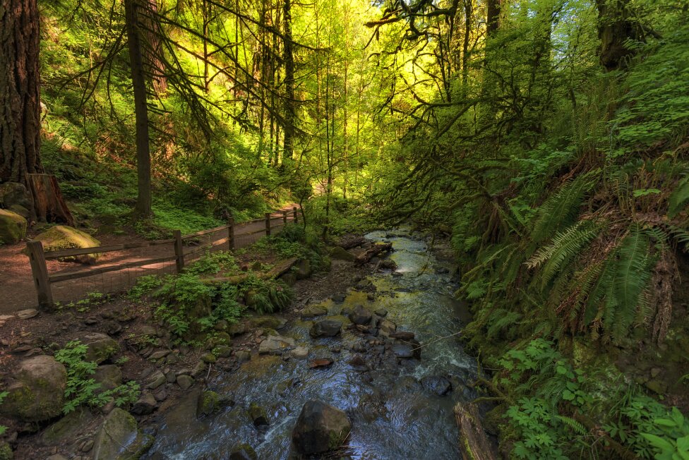 Portland’s Forest Park