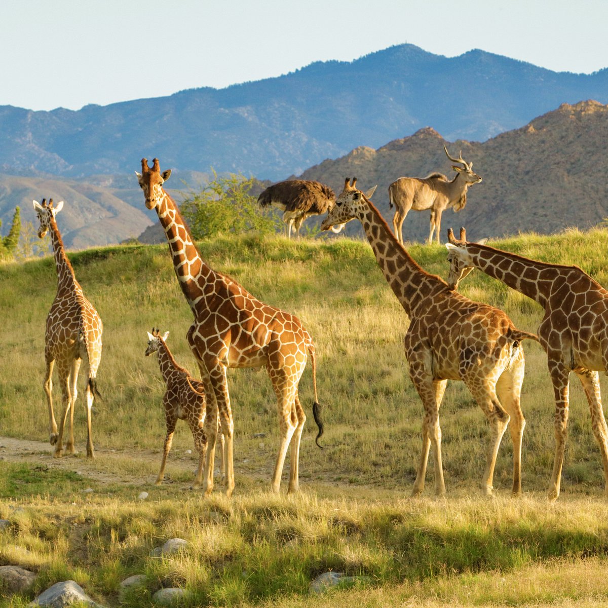 The Living Desert