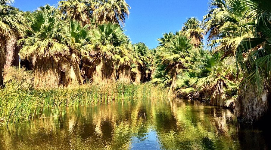 Coachella Valley Preserve