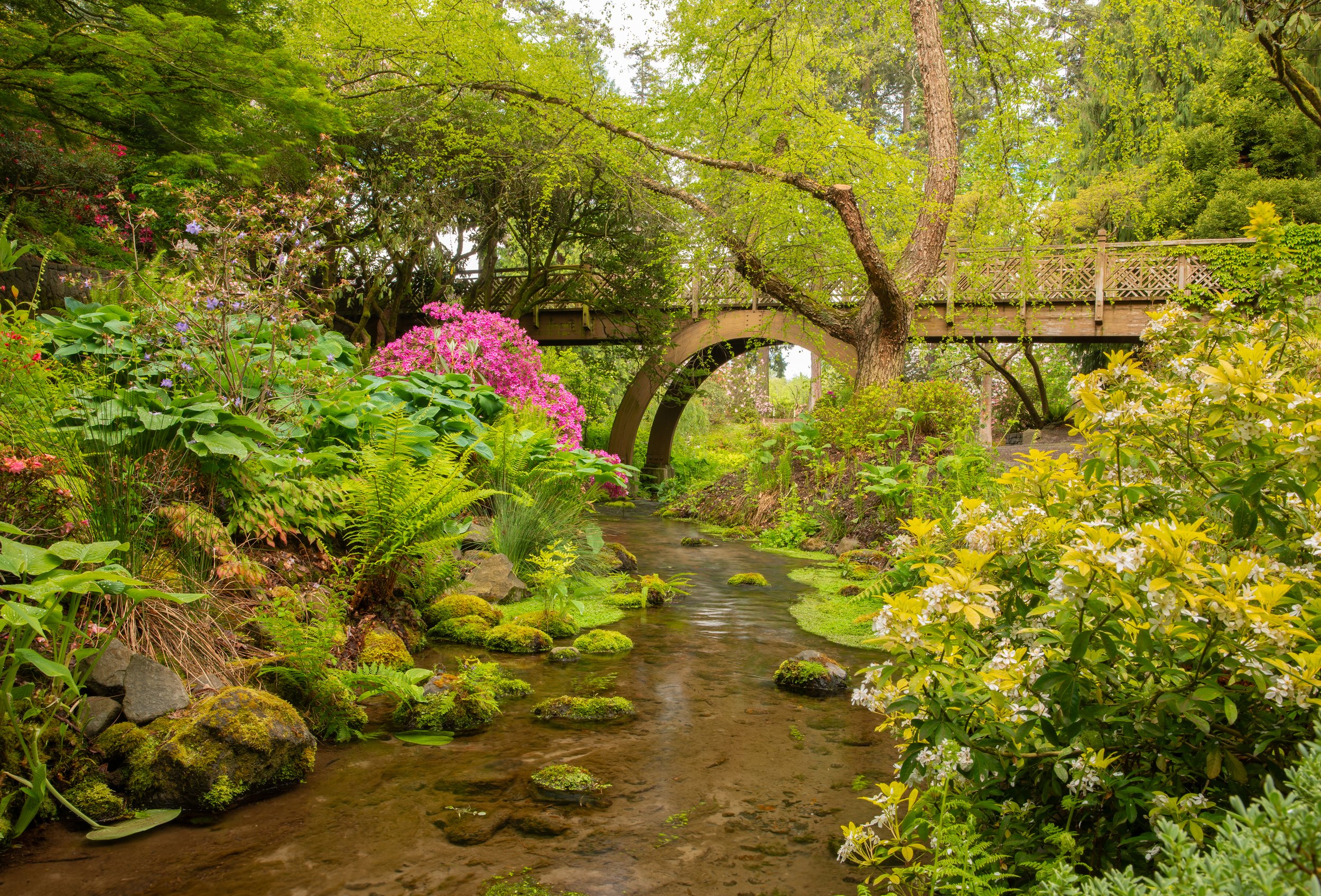 Rhododendron garden