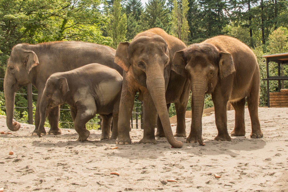Portland zoo